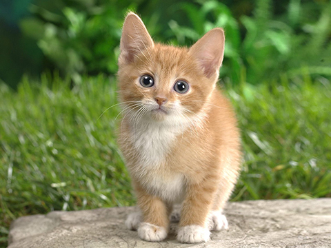 ../_images/imagenet_cat.jpg