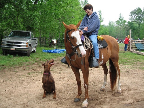../_images/voc_horse.jpg